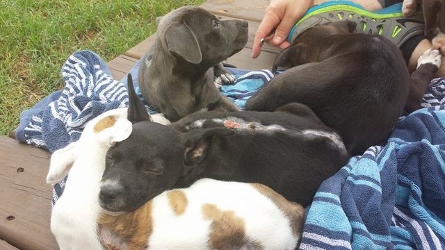 TCPups